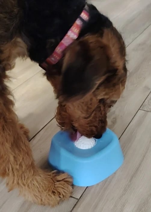 Customer photo review of COMEDERO PARA MASCOTAS