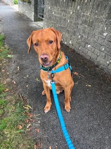Customer photo review of Harnais pour chien anti-traction Dog Trotter™
