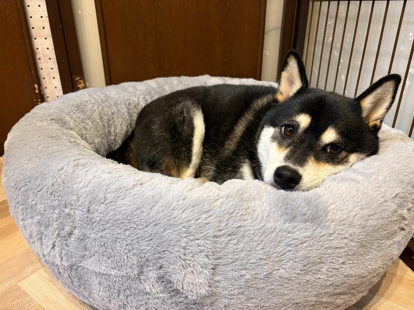 Customer photo review of 替えカバー（日本製クッションベッド専用）