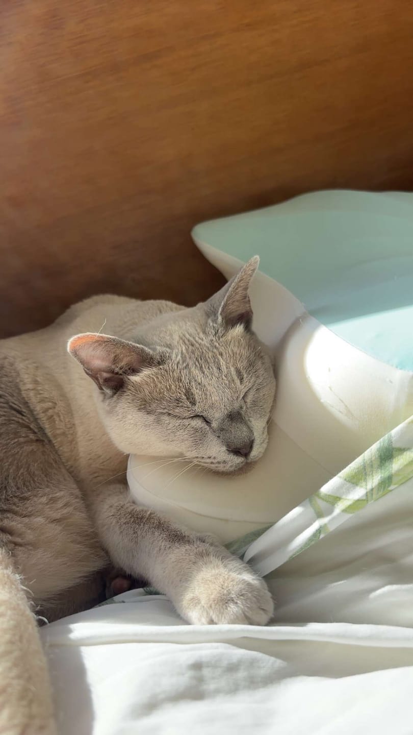 Customer photo review of Sleepsake Butterfly Pillow