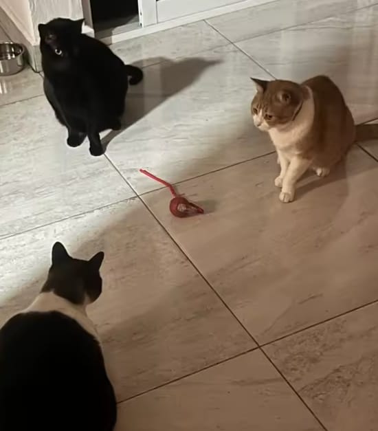 Customer photo review of Purrlyn Zoomie Ball