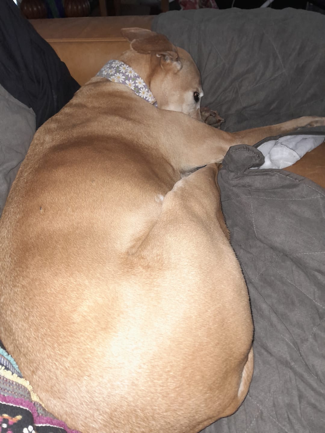 Customer photo review of Digestive K9 Powder
