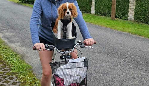 Reviewer's small dog sitting in the black Kvisp Dog Bike Carrier mounted to the handlebars of a bicycle.