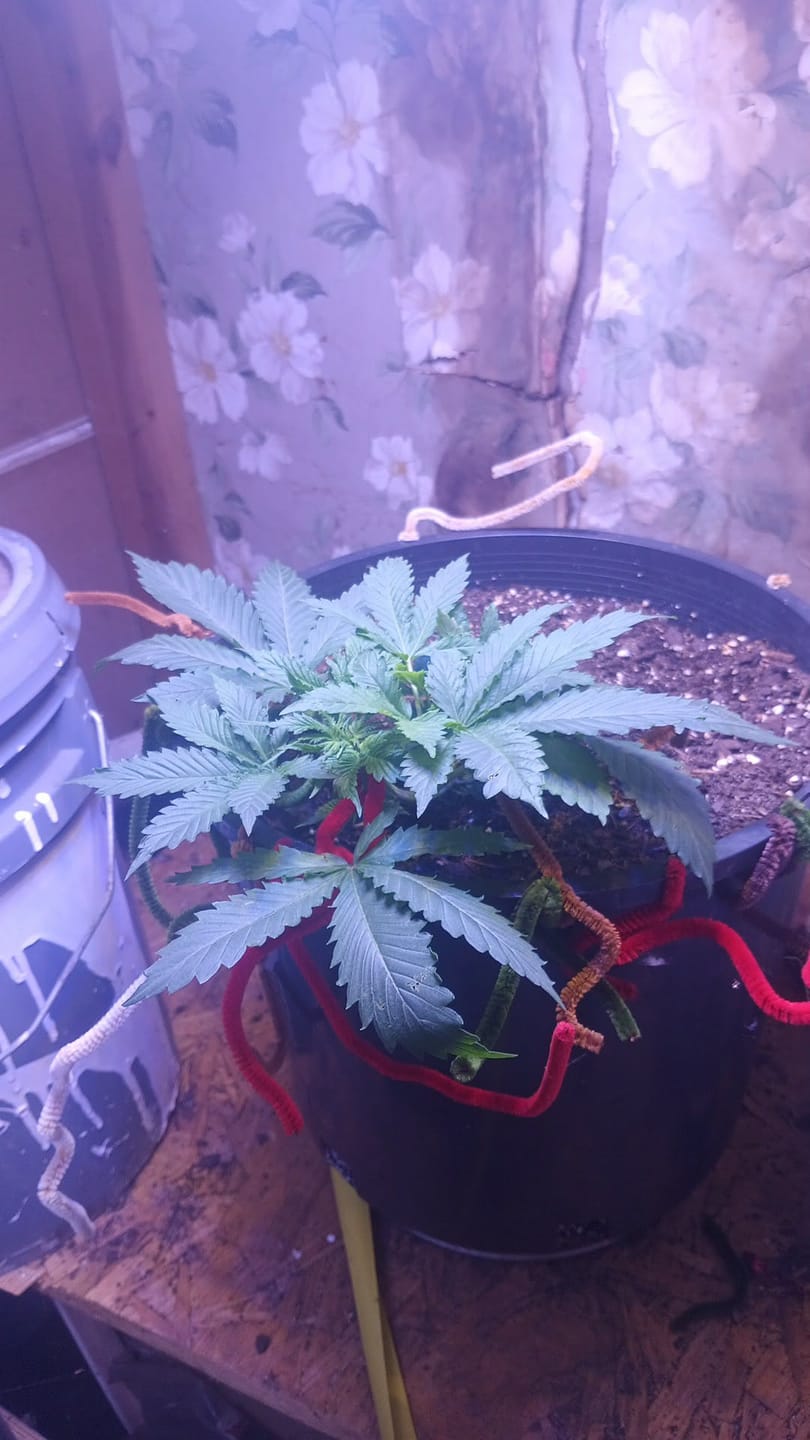 Customer photo review of Gorilla Glue #4 Autoflower Seeds