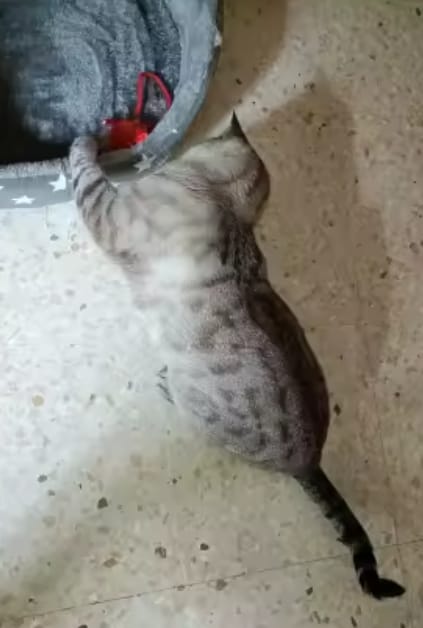 Customer photo review of Purrlyn Zoomie Ball