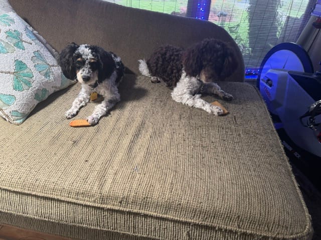 Customer photo review of Himalayan Yak Cheese Chew Dog Treat