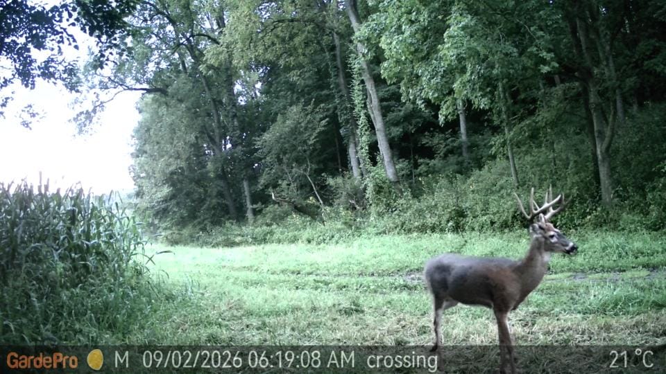 Customer photo review of GardePro Link 1.0 3000ft(1km) Long-Range Wireless Trail Camera