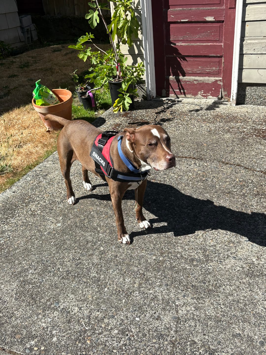 Customer photo review of Personalized Dog Harness