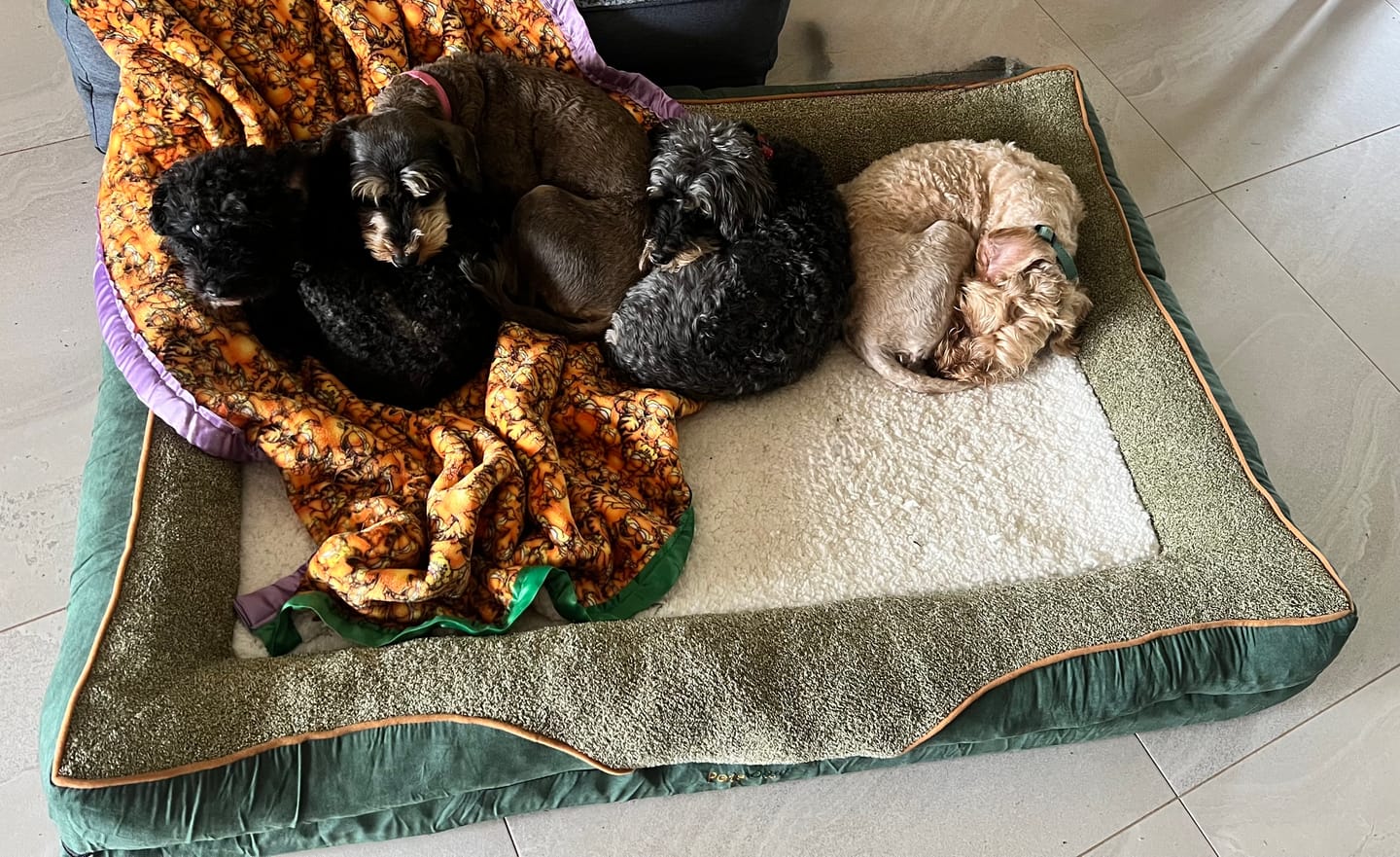 Customer photo review of Pets Gear Orthopedic Dog Bed