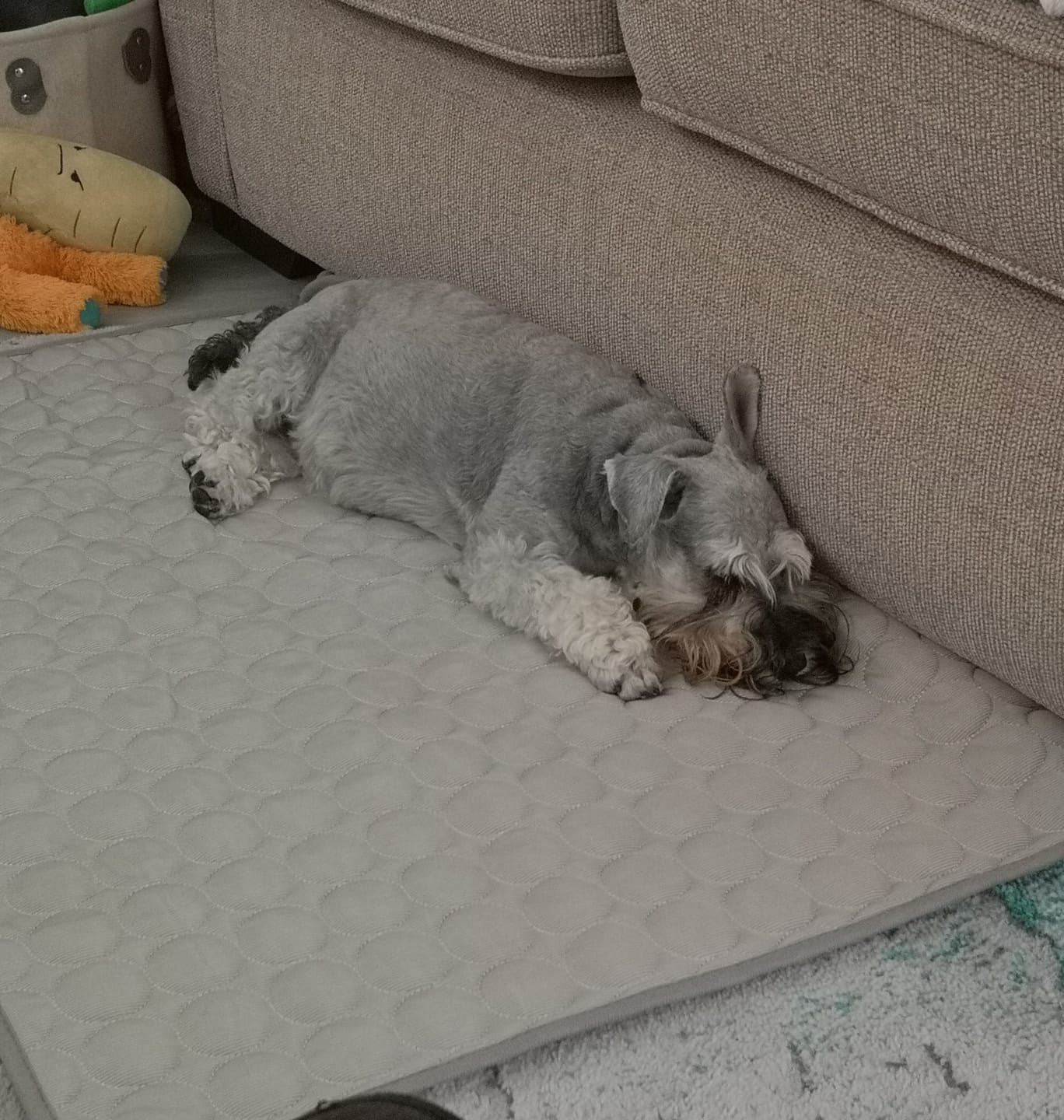 Customer photo review of The Ultimate Cooling Pet Mat
