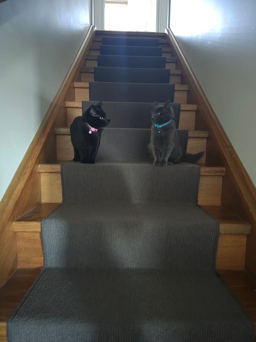 Customer photo review of Fit Litter