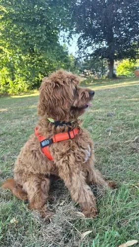 Customer photo review of Harnais pour chien anti-traction Dog Trotter™