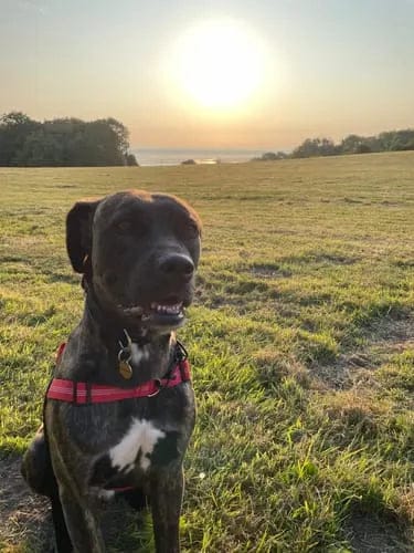 Customer photo review of Harnais pour chien anti-traction Dog Trotter™