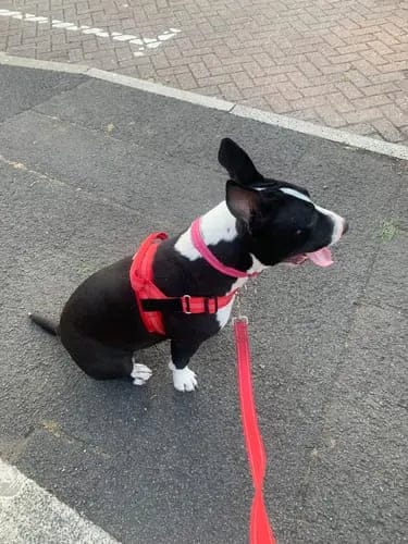 Customer photo review of Harnais pour chien anti-traction Dog Trotter™