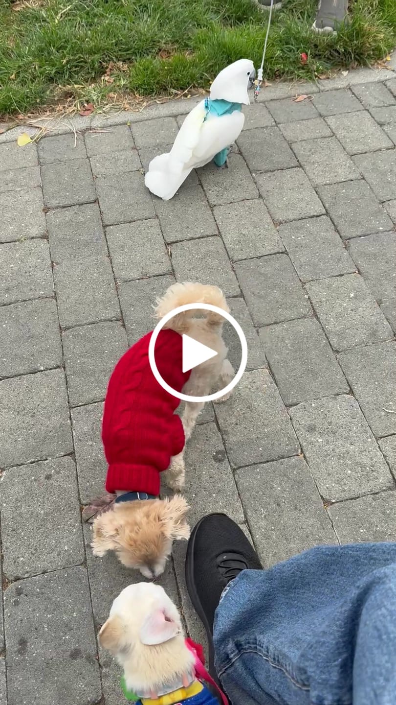 Customer video review of FurLife™ 12 Months Flea and Tick Free