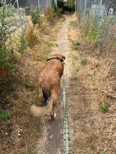 Customer photo review of Harnais pour chien anti-traction Dog Trotter™