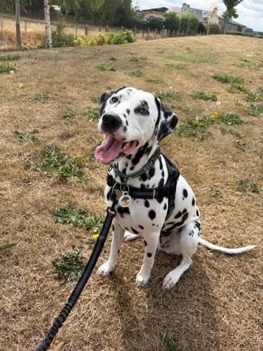 Customer photo review of Harnais pour chien anti-traction Dog Trotter™
