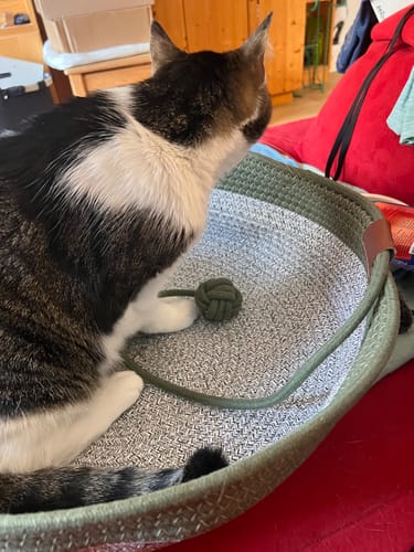 Customer's Fellnest Katzenkorb, a woven round cat bed in green and white, with a cat playing with a toy ball inside.