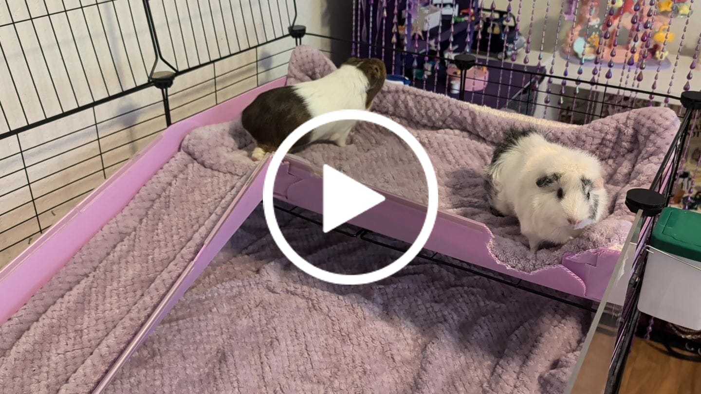 Customer video review of GuineaDad Orchard Hay Bar for Guinea Pigs (5 Pack)