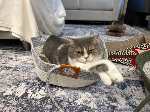 Customer's grey and white cat resting inside a grey and white Instinct Basket on a patterned rug.