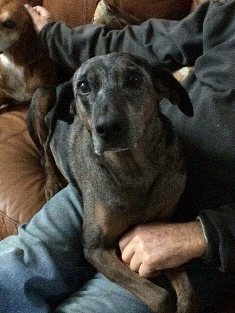 Customer photo review of Urinary Gold Pet Wellbeing Urinary Health for Dogs