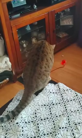 Customer photo review of Purrlyn Zoomie Ball