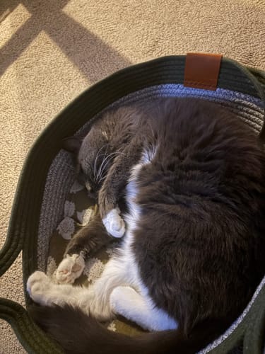 Customer's Instinct Basket with a gray and white cat curled up sleeping inside.
