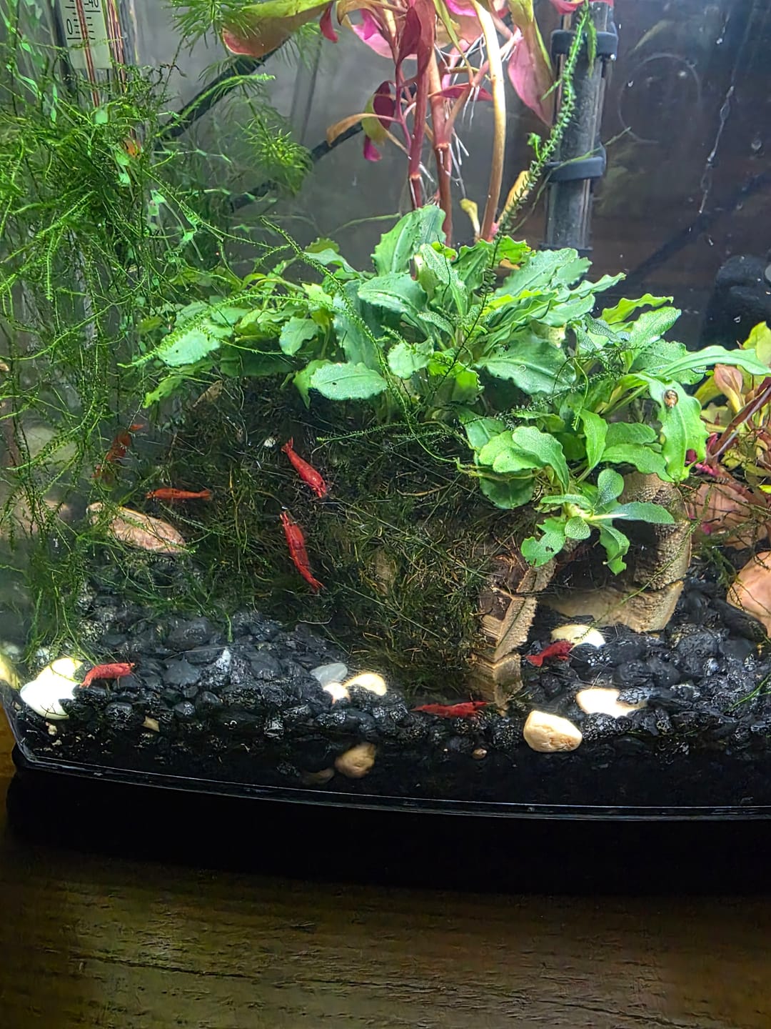 Customer photo review of Fire Red Cherry Shrimp