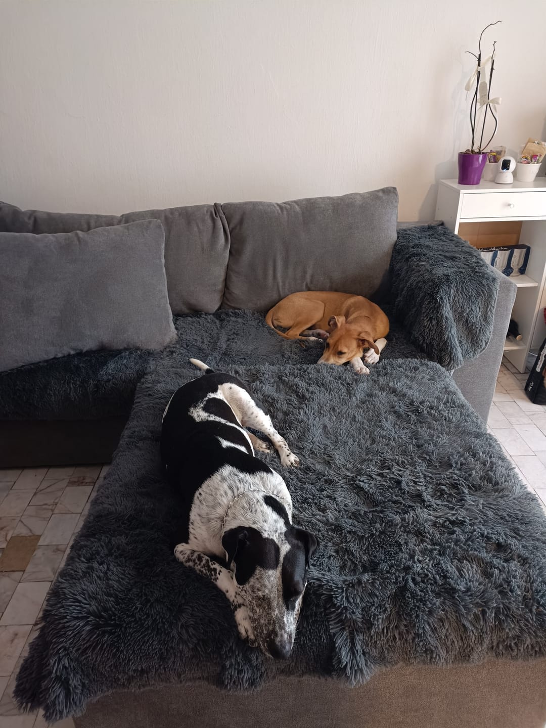 Customer photo review of Cobija Impermeable para Perros