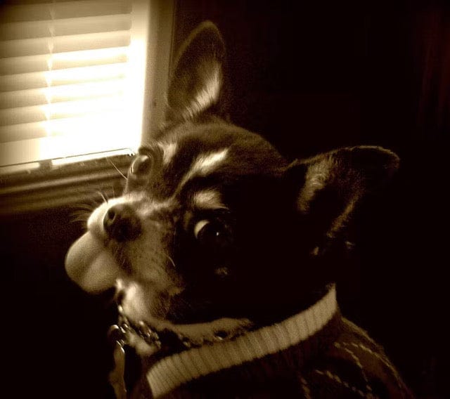 Customer photo review of Nutritional Supplement for Senior Dogs | Spark by Pet Wellbeing