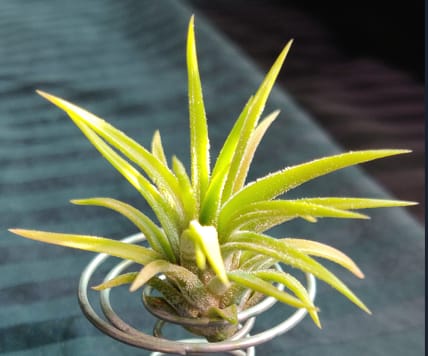 Customer photo review of Ionantha Peach  *Currently Green*