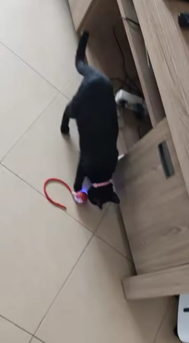 Customer photo review of Purrlyn Zoomie Ball