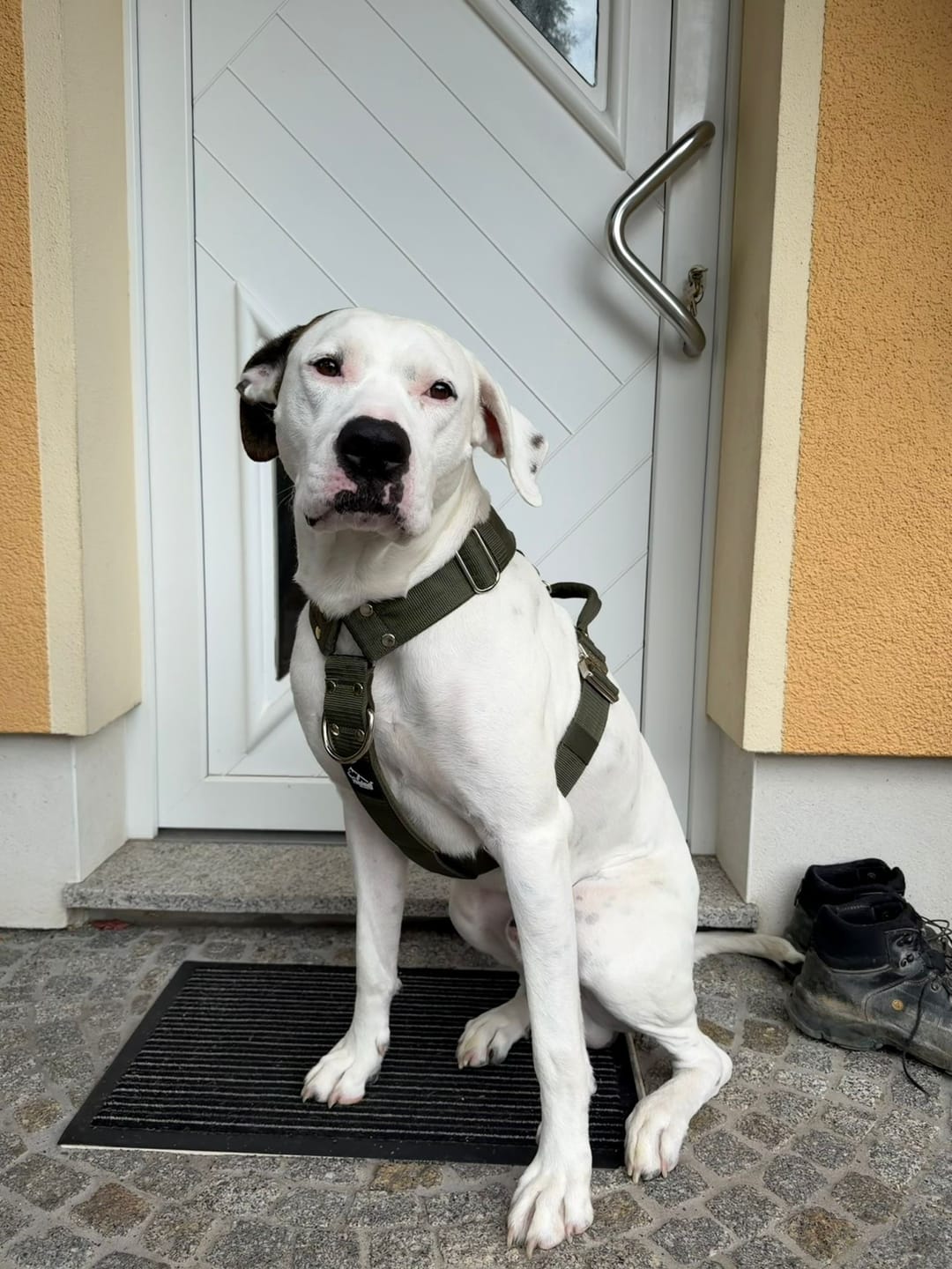 Customer photo review of Easy Walk Extreme Khaki - Sele med snabbspänne