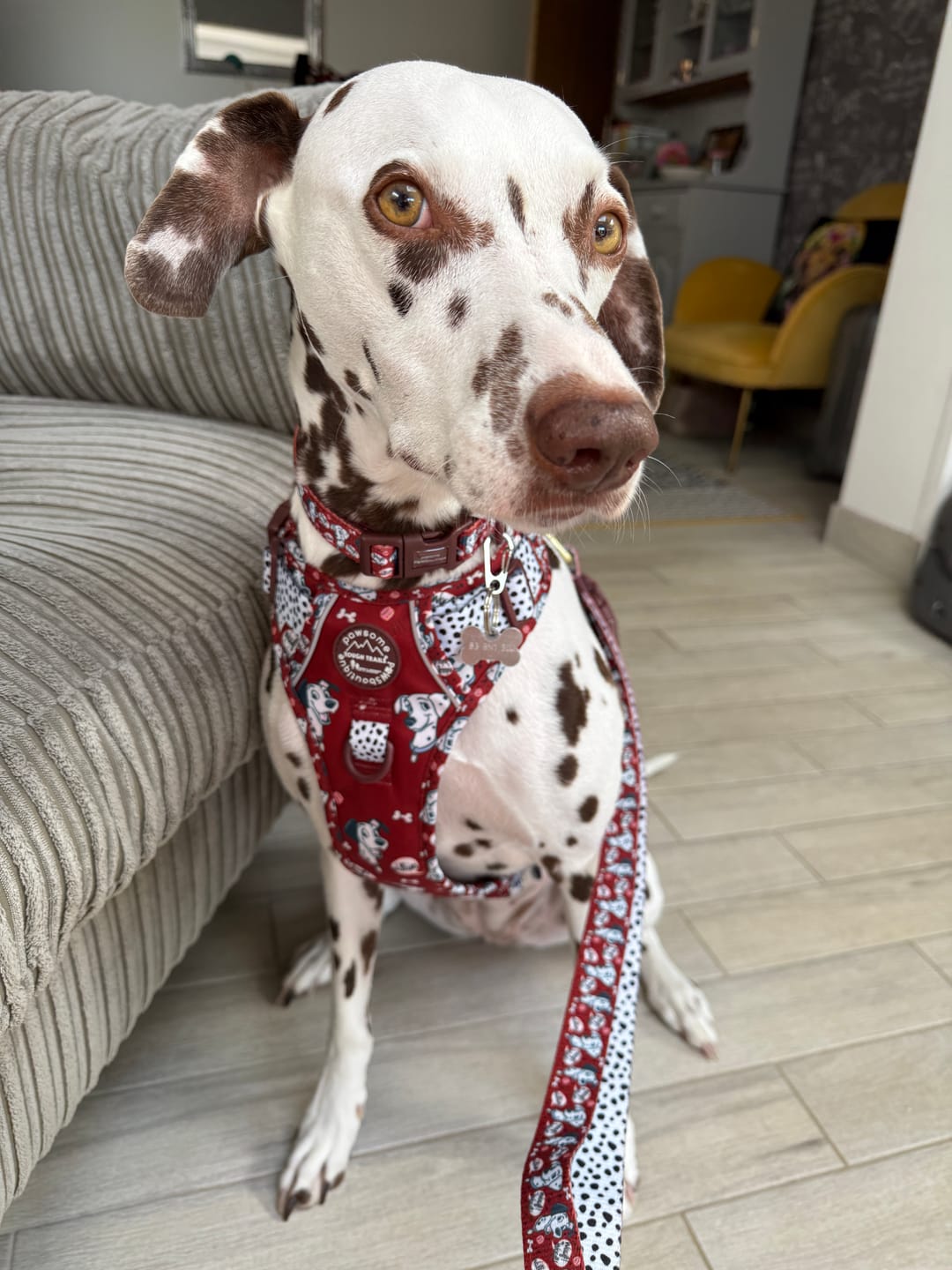 Customer photo review of 101 Dalmatians Ultimate Bundle