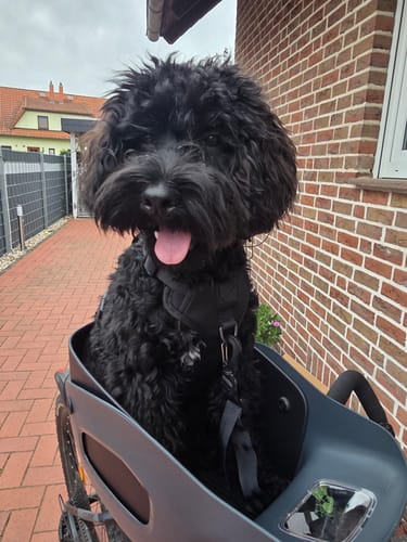 Customer's fluffy black dog sitting happily in a grey Kvisp Dog Bike Carrier mounted on a bicycle.