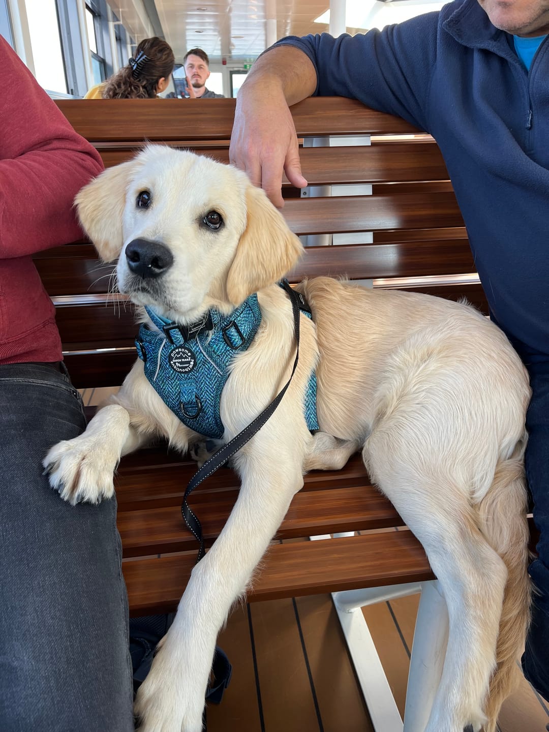 Customer photo review of Tough Trails™ Harness - Country Teal