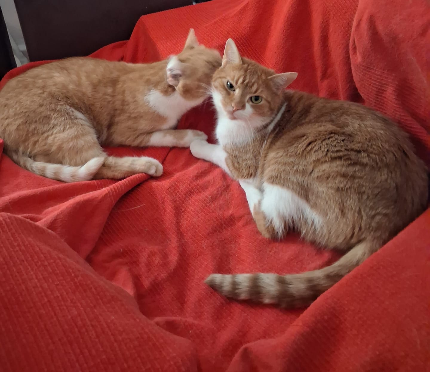 Customer photo review of Katzenstreu (Angebot)
