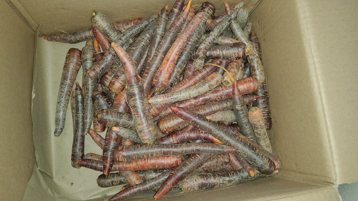 Customer photo review of Karotten "violett" Bio regional