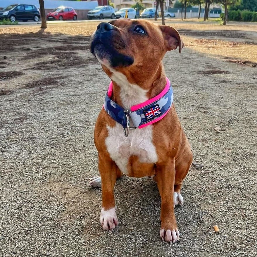 Customer photo review of Staffordshire Bull Terrier 1935® Martingale Collar - Night Camo & Neon Pink