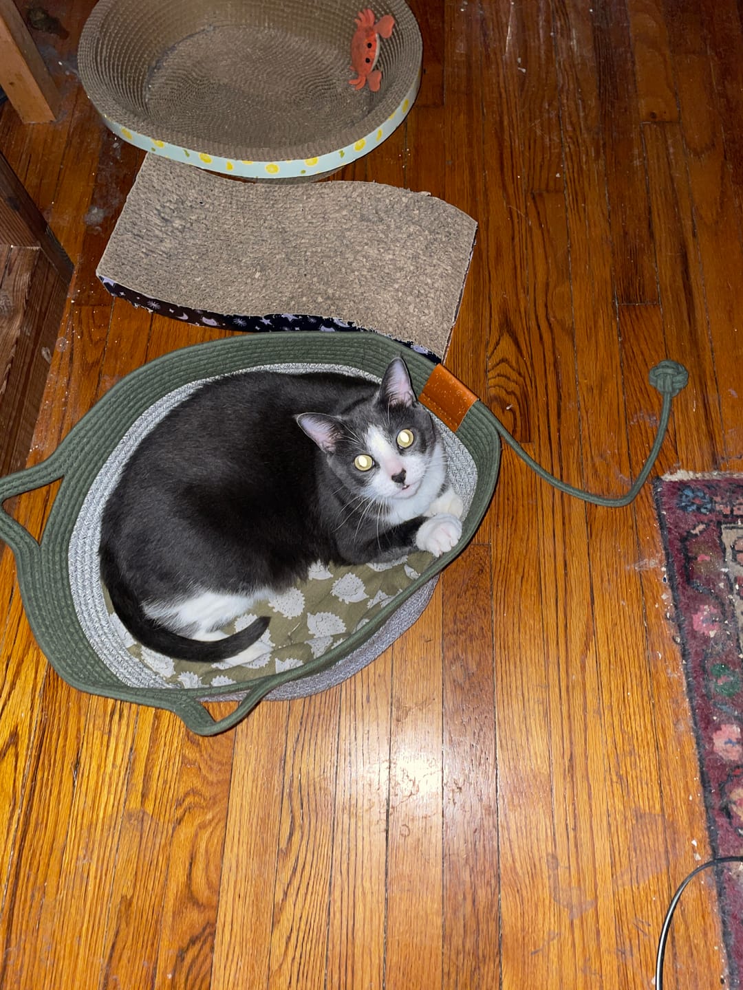 Customer photo review of Instinct Basket | Meet the first research-backed natural territory for indoor cats