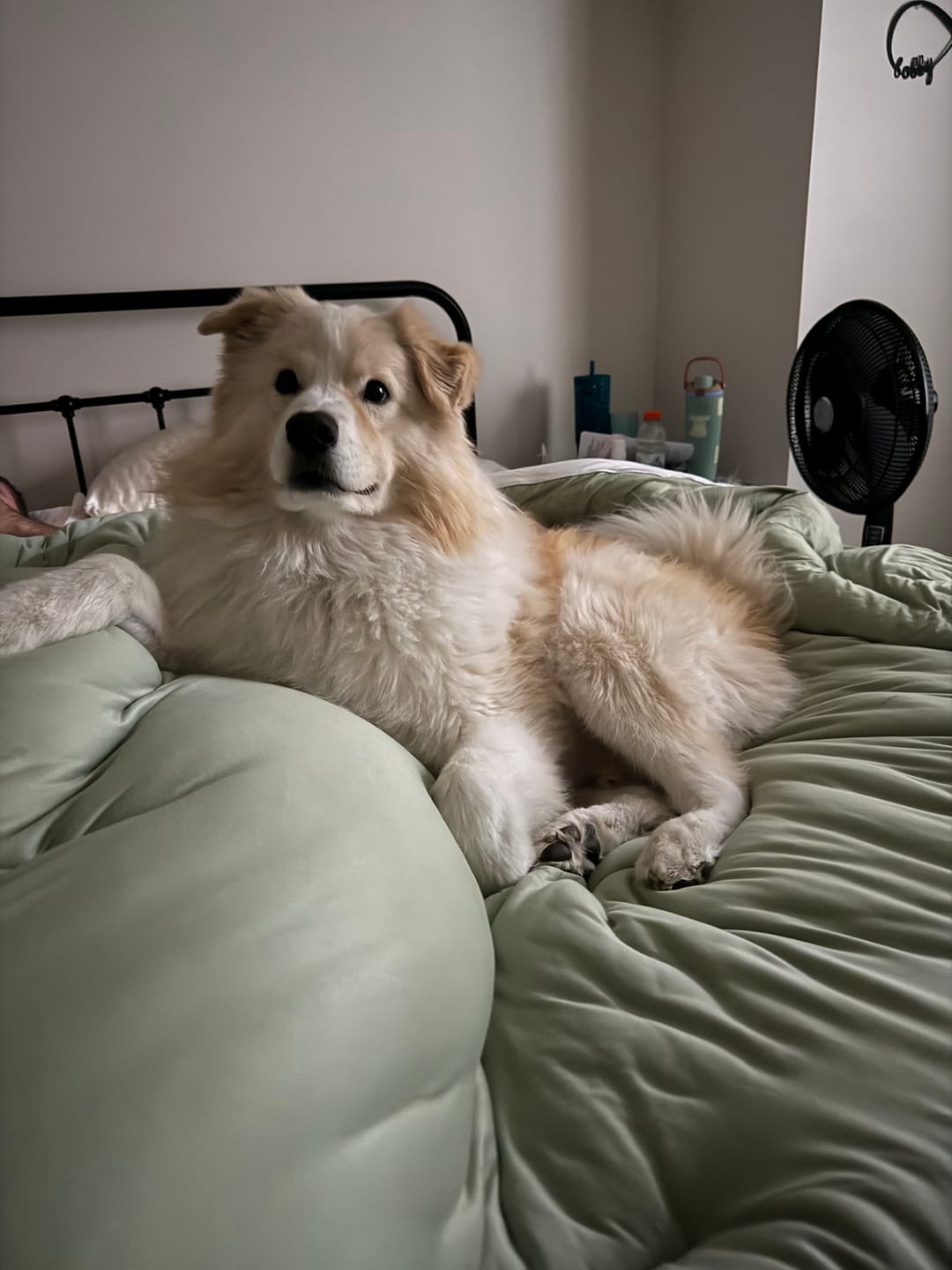 Customer photo review of MarshMellow Comforter