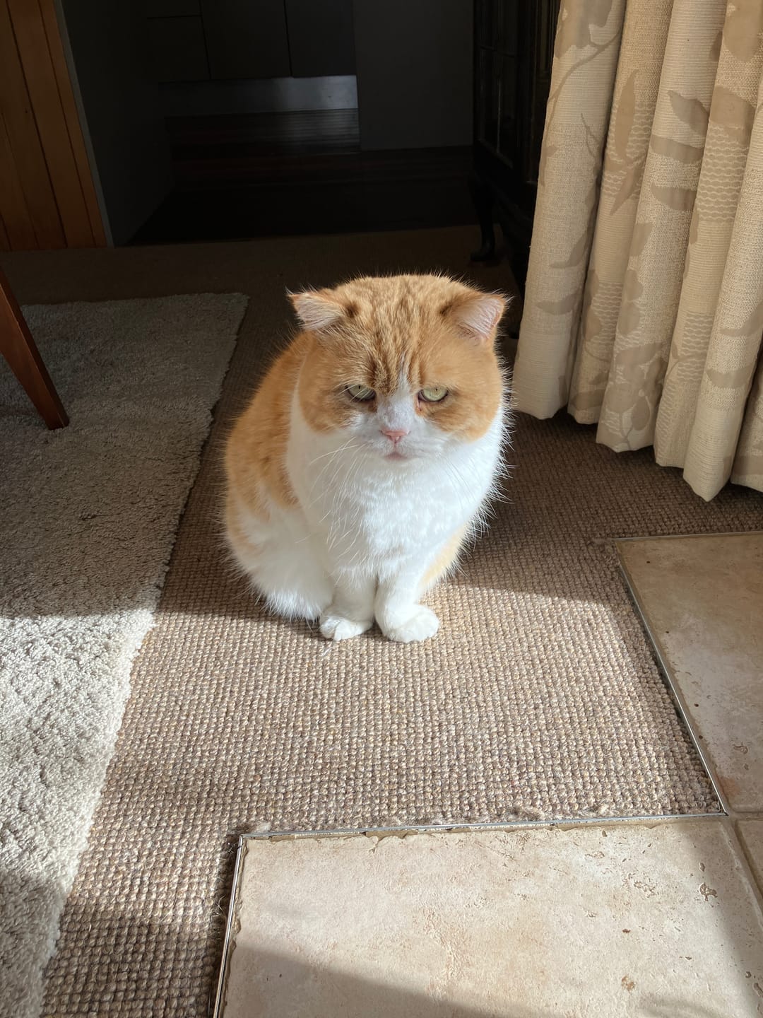 Customer photo review of 4CYTE Epiitalis Forte for Cats