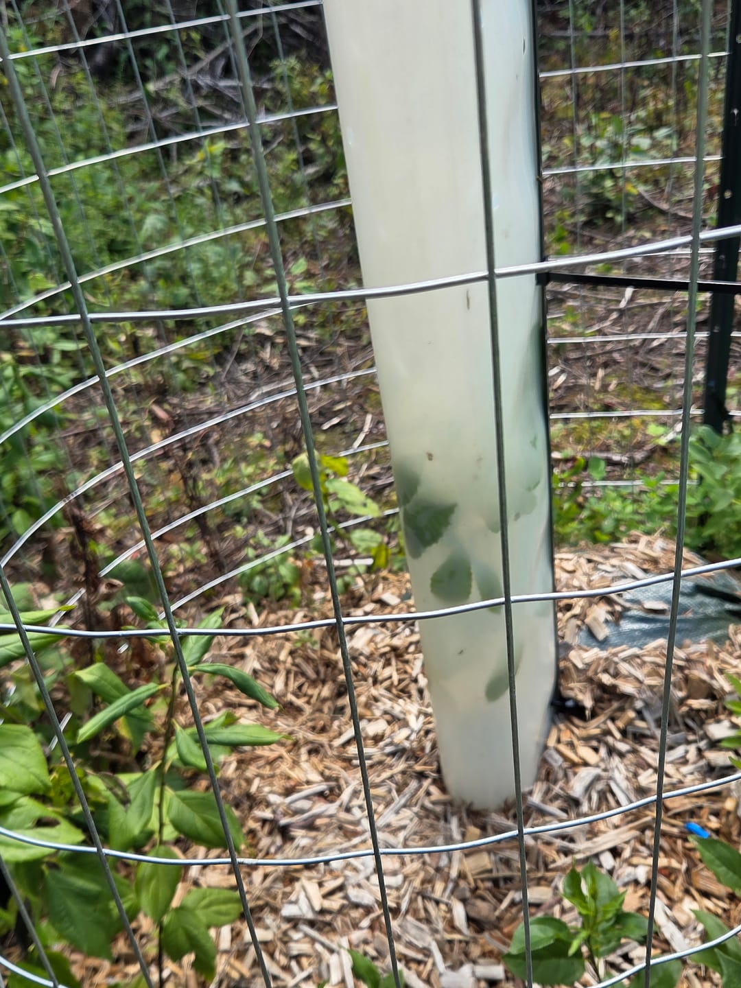 Customer photo review of Tree Pro Grow Tubes