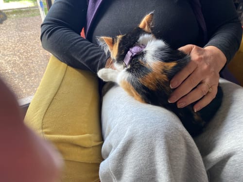 Customer photo review of Collar PVC Lavable Abrefácil (Gato)
