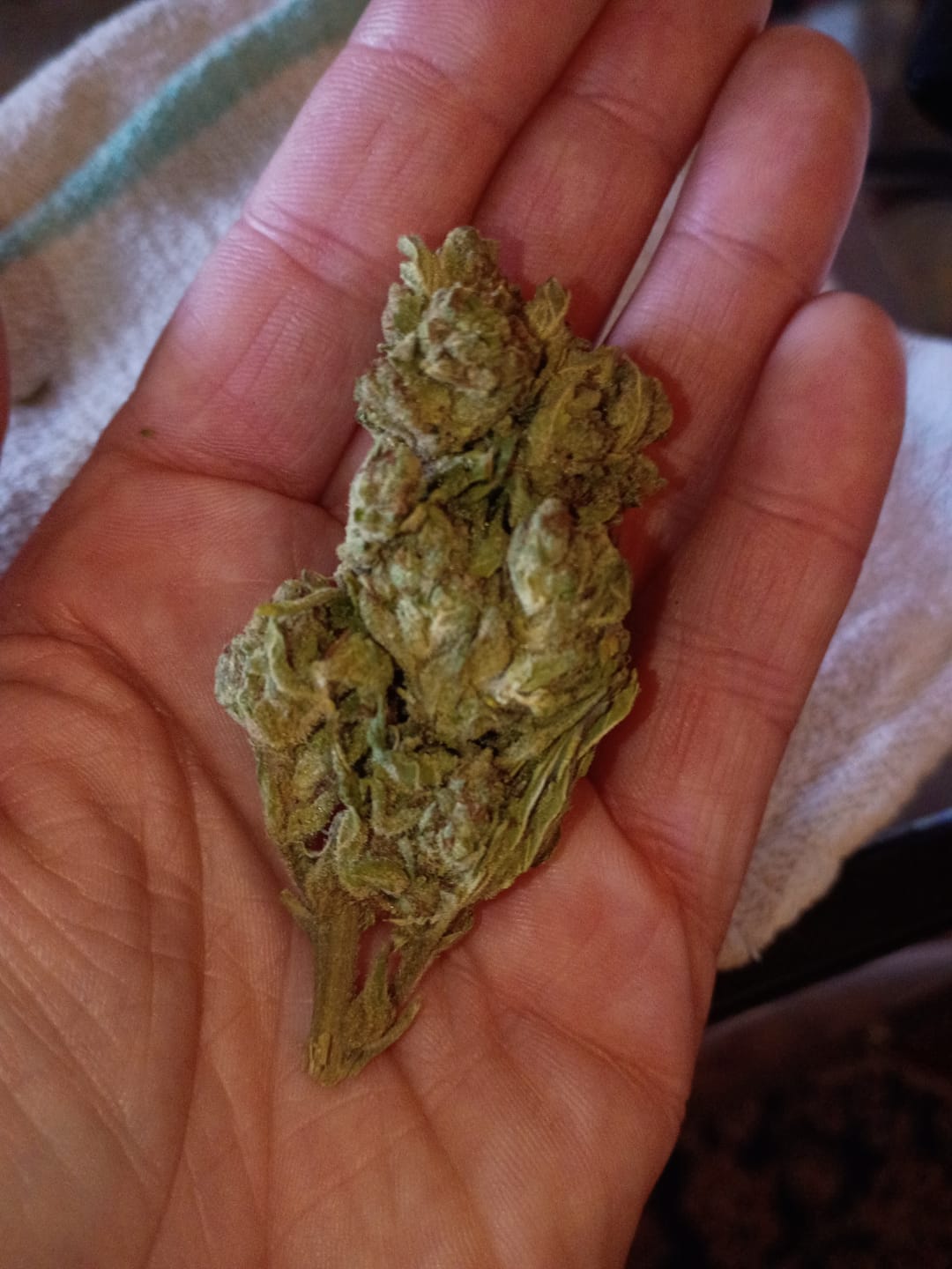 Customer photo review of LITTLES BRAND - Ghost Train Haze - 28 Grams Littles - Sativa