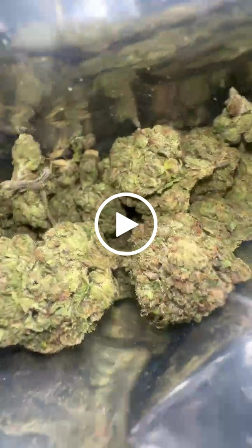 Customer video review of Blue Sharpiez THCA Flower