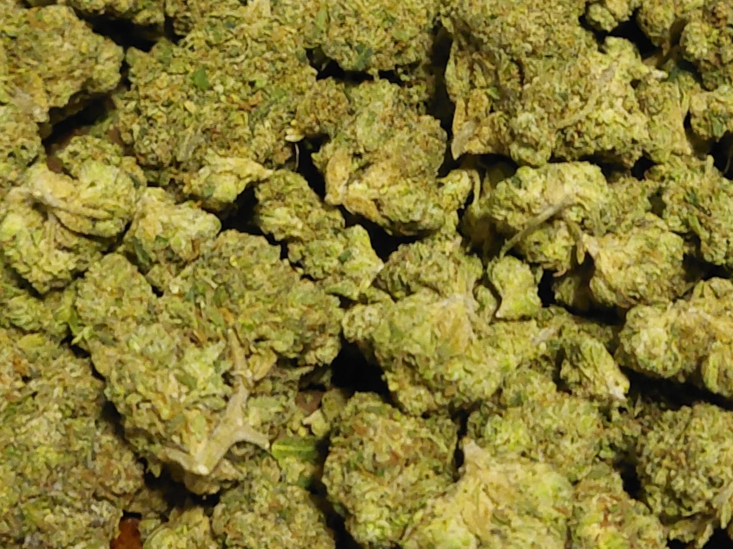 Customer photo review of Dank Blueberry Cruffin THCA Flower