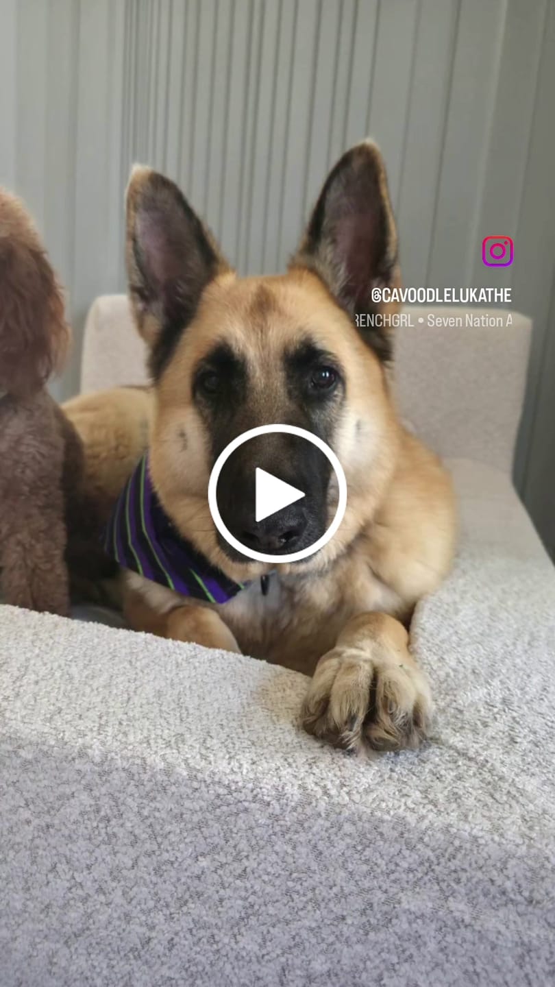Customer video review of Fur King Throne - Orthopedic Dog Bed