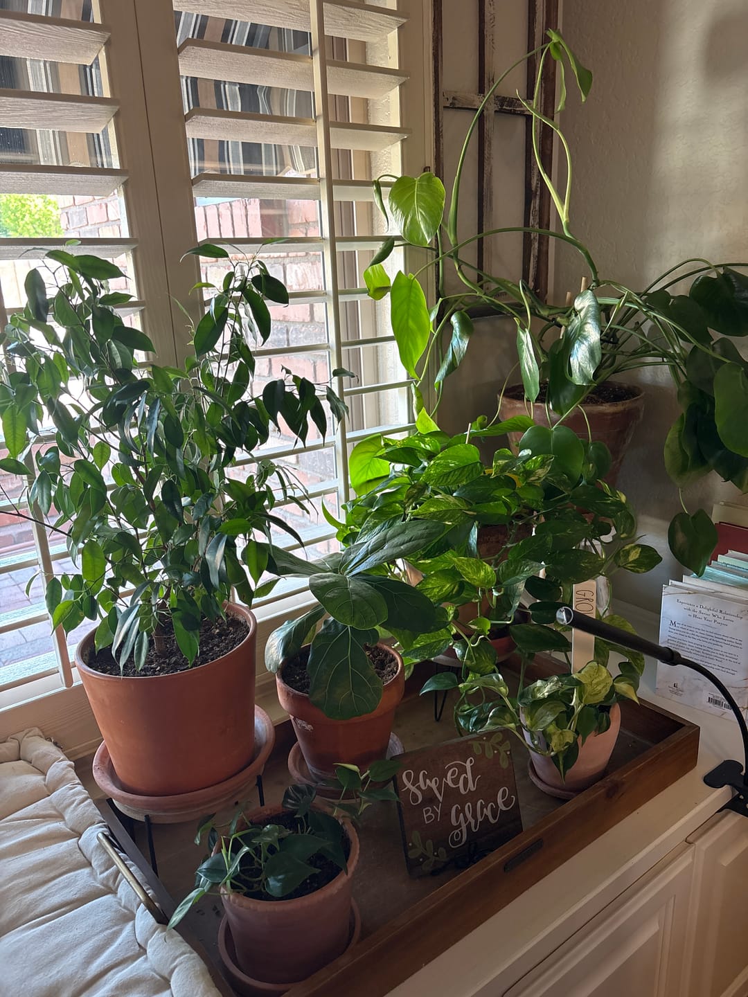 Customer photo review of Plant Food