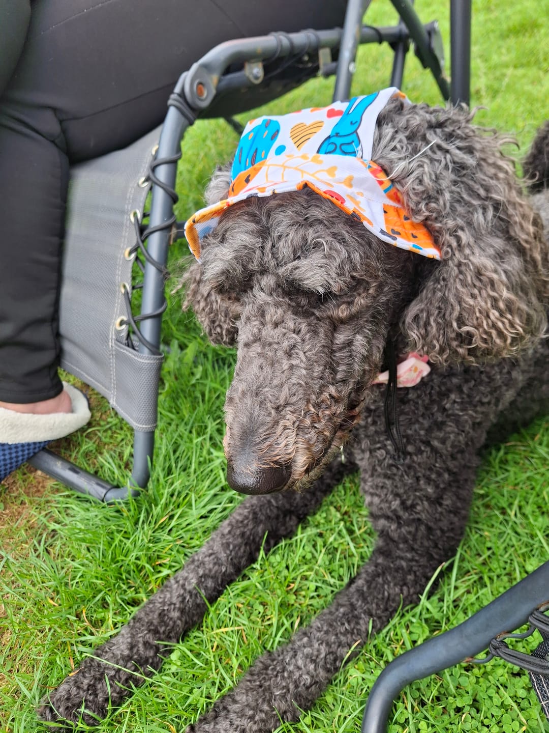 Customer photo review of 🐾 Cute Printed Pet Bucket Hat, Breathable Sun Cap Fits Dogs & Cats
